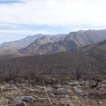 Fuel Breaks for the Sonoran Desert